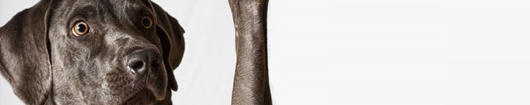 Expert chiropractic care for dogs provided by Dr Isabelle Rosser