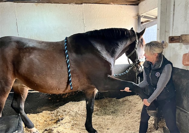 Dr Isabelle Rosser understanding symptoms and providing chiropractic care for a horse 